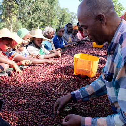 【生豆】オーガニックJAS認証 エチオピア グジ シャキッソ デカフェ マウンテンウォータープロセス