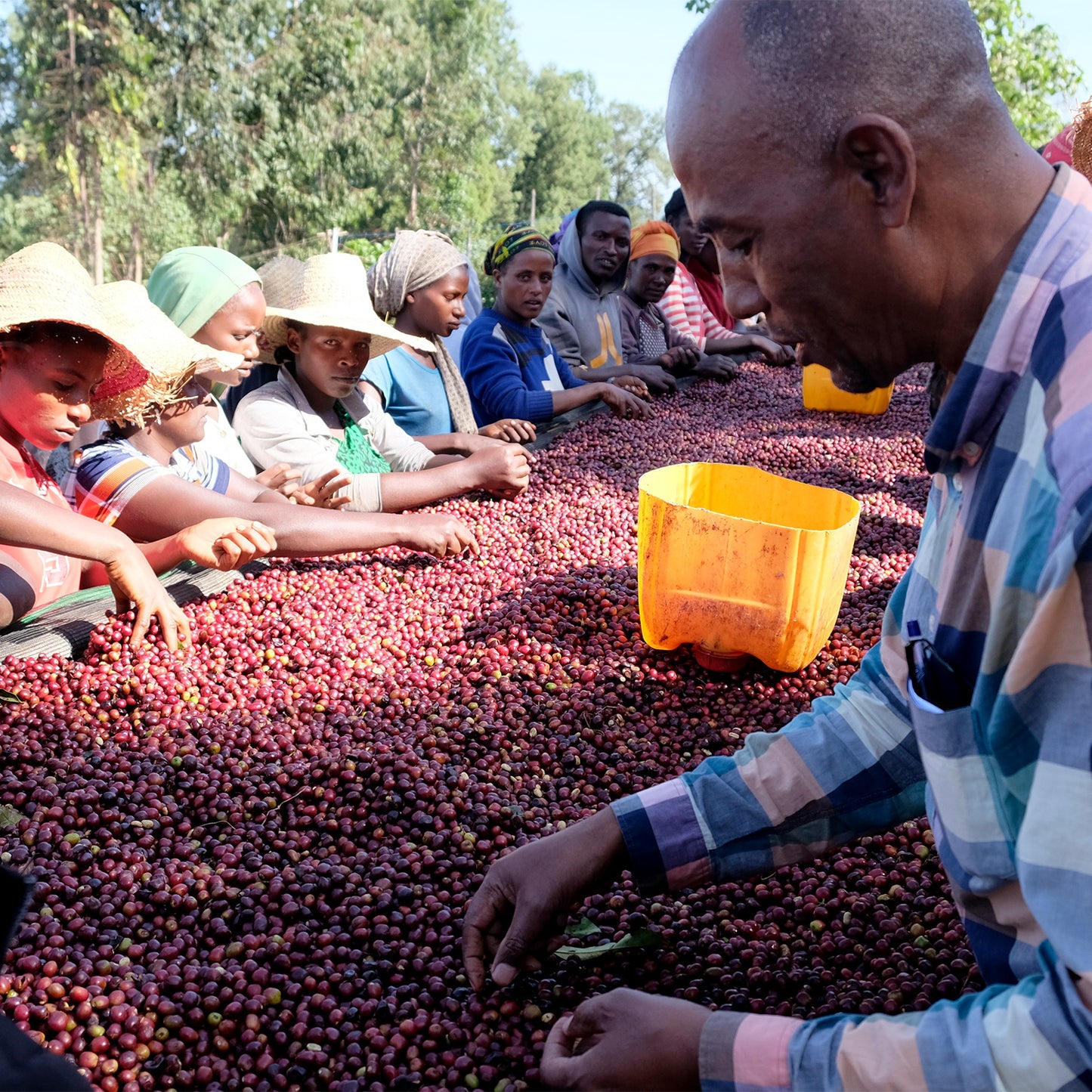 【スペシャルティー(カフェインあり)】JASオーガニック エチオピアシャキッソ 生豆JASマーク付き