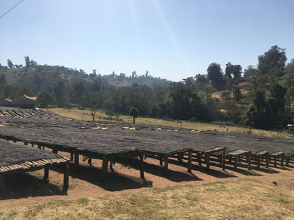 【生豆】オーガニックJAS認証 エチオピア グジ シャキッソ デカフェ マウンテンウォータープロセス