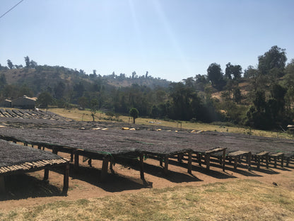 【スペシャルティー(カフェインあり)】JASオーガニック エチオピアシャキッソ 生豆JASマーク付き